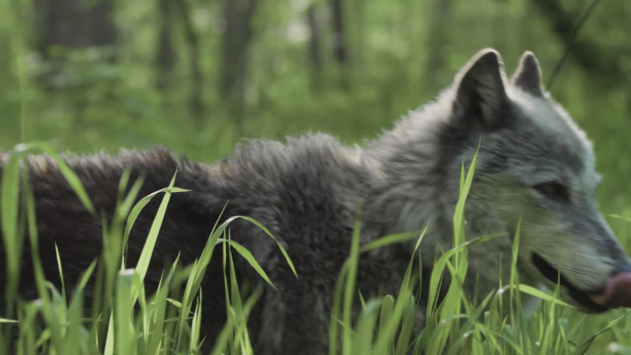 A gray wolf moves gracefully through tall grass in a sunlit forest. The animal's focused expression and steady stride capture the essence of wild freedom and natural beauty.