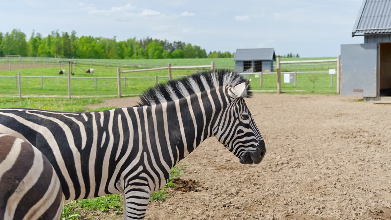 Side profile of a Chapman's zebra in animal park enclosure with field background