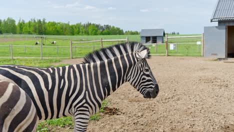 side profile of a chapman's zebra in animal park enclosure with field background