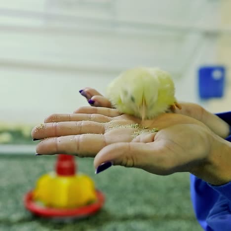newborn chick on hand