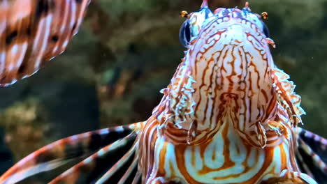 pterois is a genus of venomous marine fish, commonly known as lionfish - close up