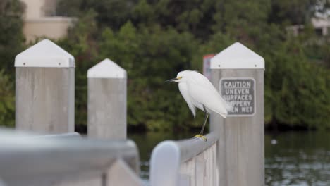 white egret perched on a wooden dock post near water with “caution manatee area” signs in background