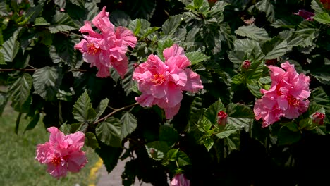 wind blowing through pink flowers on a park