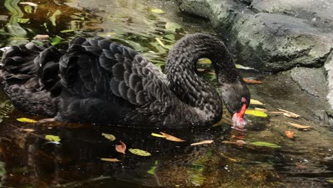 Black Swan Preening in Water