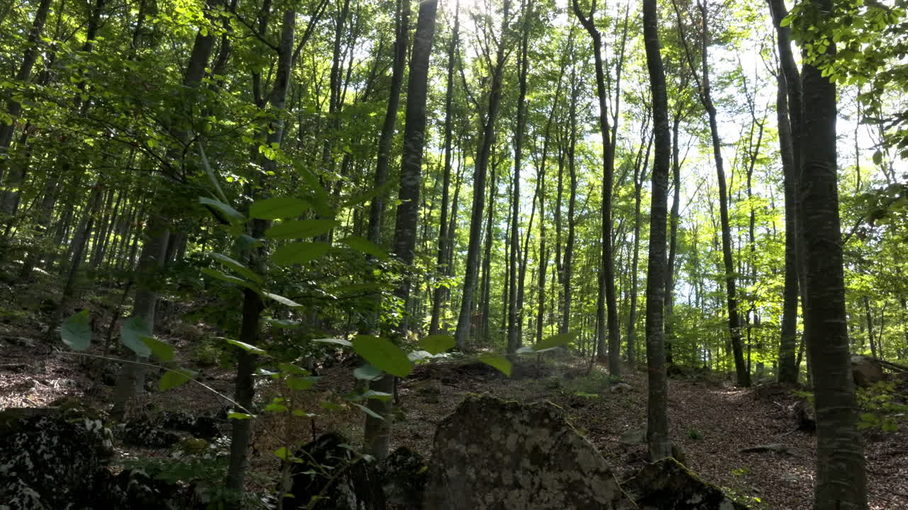Forest scene with trees and sunlight