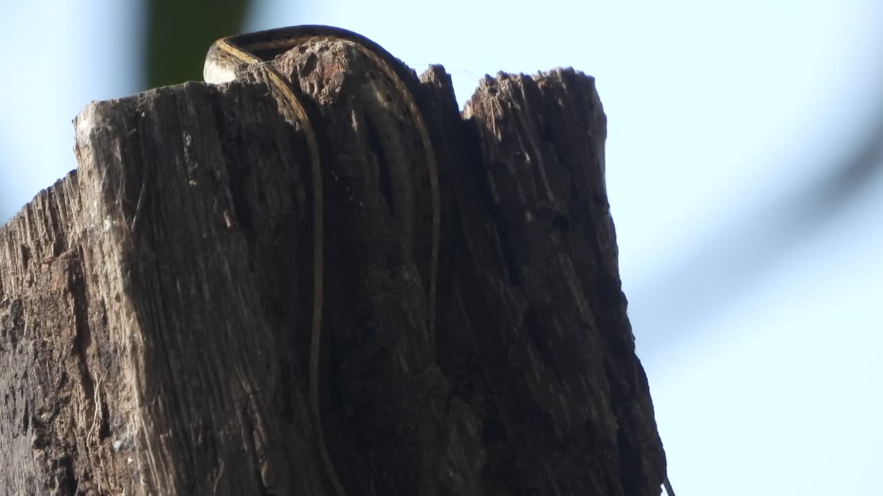 피부 - 프라이 - mp4