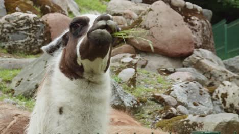 cerca de una llama masticando hierba en el zoológico de gdansk, polonia