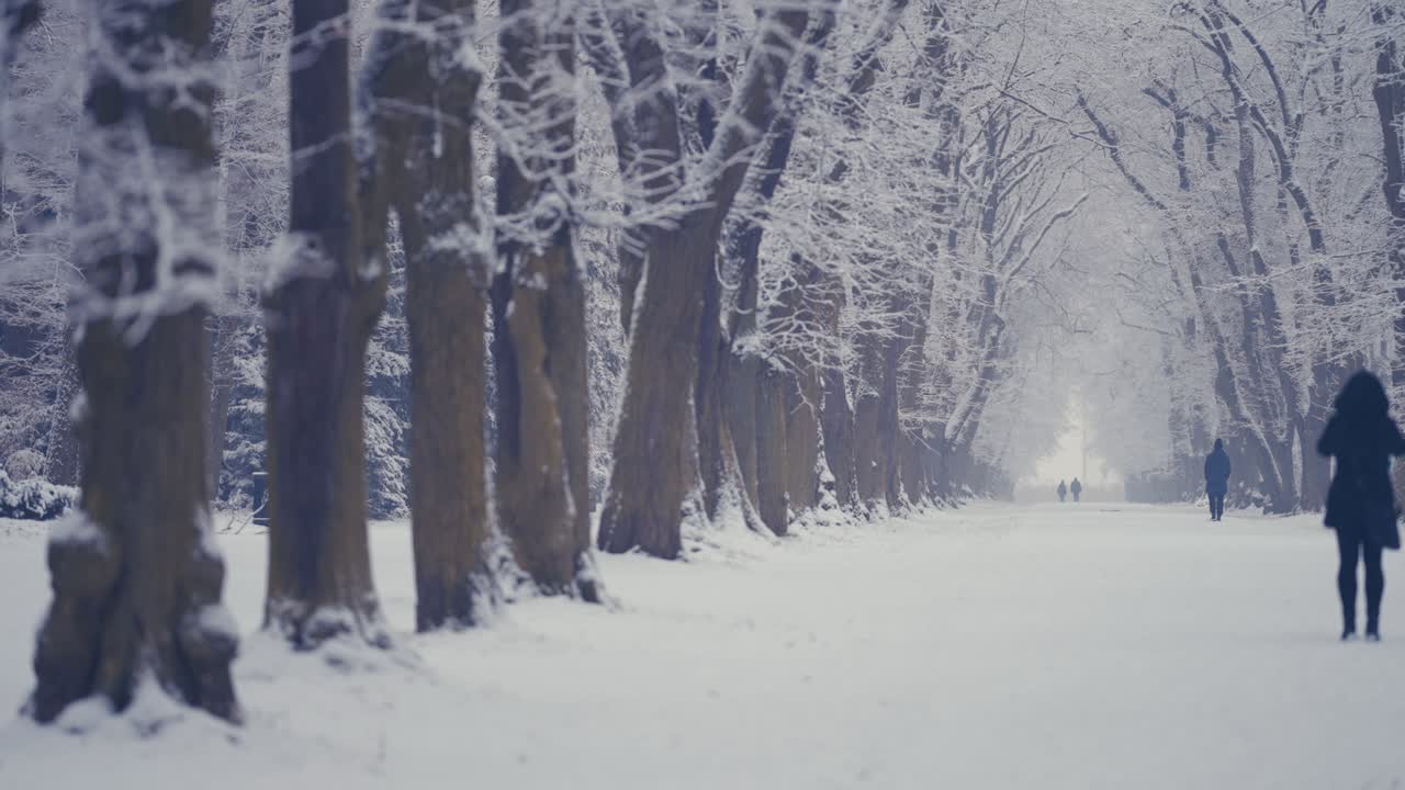 도시 공원의 첫 눈