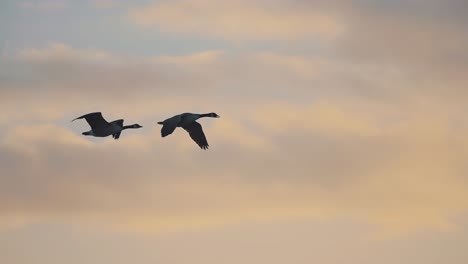 Dos-Gansos-Negros-Volando-Sobre-El-Fondo-Del-Cielo,-Pasando-El-Sol-Al-Amanecer,-Video-De-Seguimiento-En-Cámara-Lenta