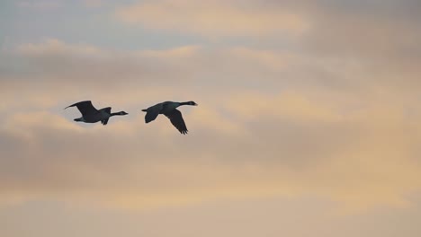 dos gansos negros volando sobre el fondo del cielo, pasando el sol al amanecer, video de seguimiento en cámara lenta