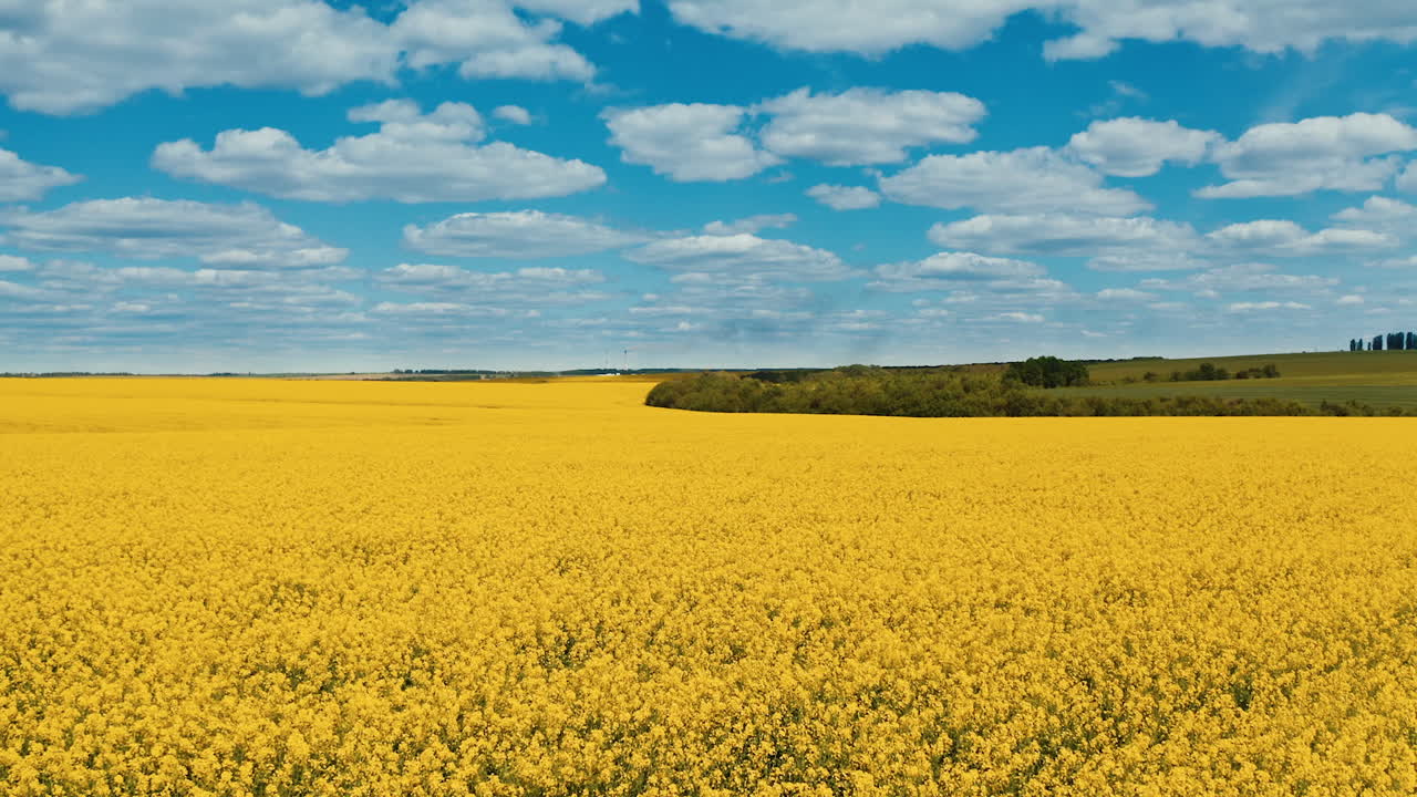 Wonderful natural landscape. Yellow field blooming under blue sky with white clouds. Agricultural field in farmland. Aerial view.