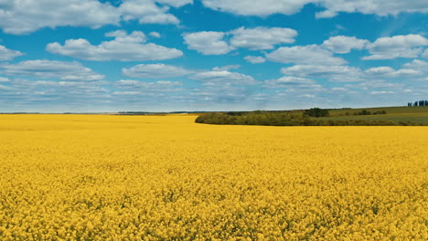 wonderful natural landscape. yellow field blooming under blue sky with white clouds. agricultural field in farmland. aerial view.