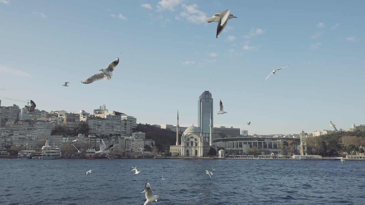 Cảnh quan thành phố Istanbul với những con mòng biển