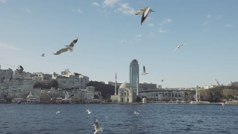 istanbul cityscape with gulls