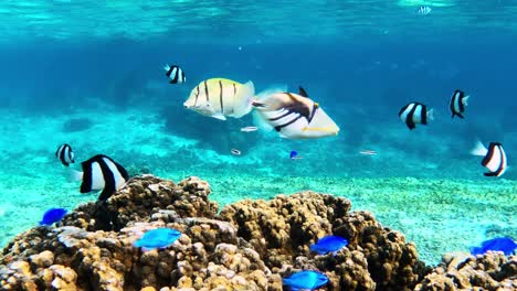 tropical reef fishes swimming above coral in crystal clear ocean