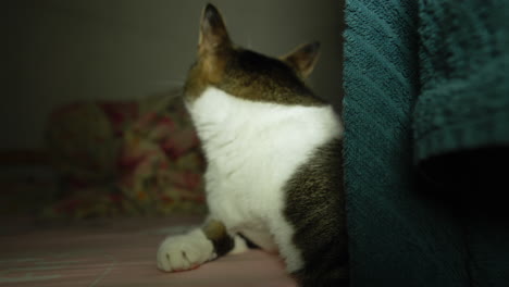 gato con expresión graciosa acostado en la cama