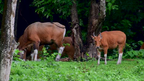 El-Banteng-O-Tembadau,-Es-Un-Ganado-Salvaje-Que-Se-Encuentra-En-El-Sudeste-Asiático-Y-Se-Extinguió-En-Algunos-Países