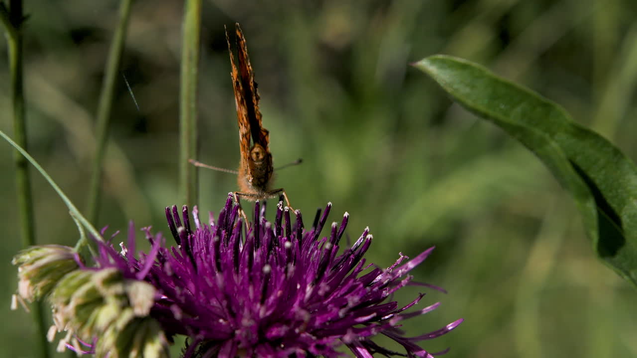 mariposa en un cardo púrpura