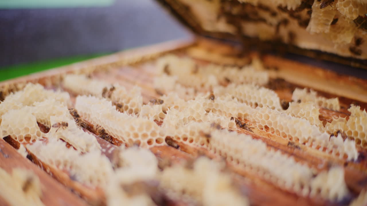 View of wild bee buildings and bees working in the hive, producing honey.