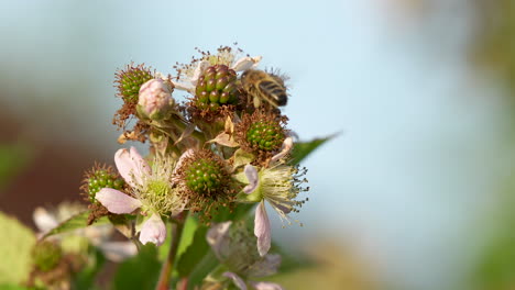 honey bee pollinating collecting pollen from blackberry blossoms - macro close-up shot