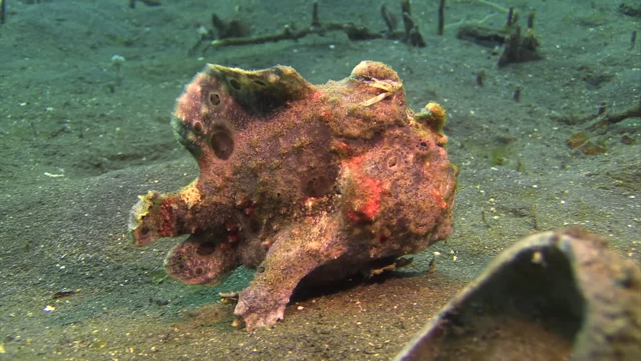 el pez sapo pintado camina usando las aletas ventrales como patas, vista lateral, plano medio, fondo arenoso durante el día