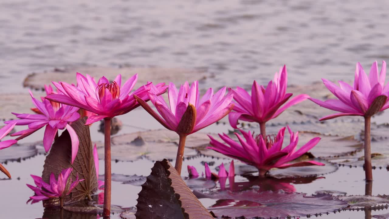 Vibrant pink lotus flowers thrive in a tranquil pond showcasing nature's beauty and serenity.