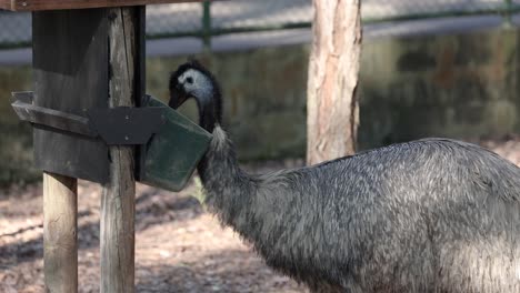 an emu eating from a feeder