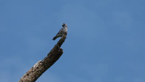 Looking-around-the-vast-savanna,-the-Ashy-Woodswallow-Artamus-fuscus-is-perching-on-top-of-a-bare-branch-in-a-wildlife-sanctuary-in-Thailand