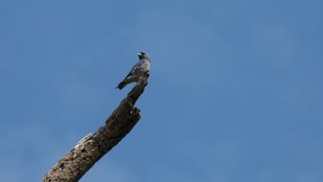 looking around the vast savanna, the ashy woodswallow artamus fuscus is perching on top of a bare branch in a wildlife sanctuary in thailand