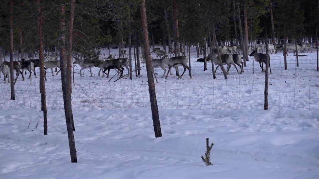 Reindeers moving behind a fence on a frozen environment in the arctic polar circle in Finland