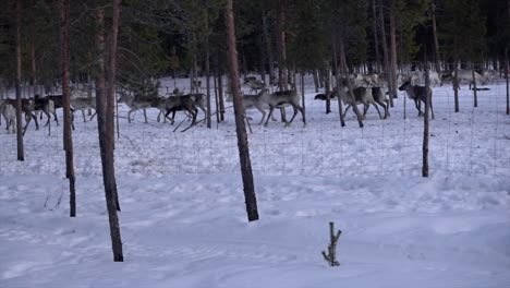 reindeers moving behind a fence on a frozen environment in the arctic polar circle in finland