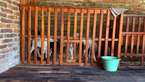 lamb in a wooden farm stable