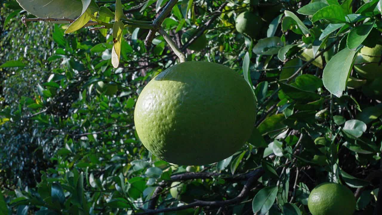 A close-up view reveals an unripe green citrus fruit hanging on a branch, surrounded by vibrant green leaves. Natural light illuminates its texture, hinting at healthy growth and a future harvest.