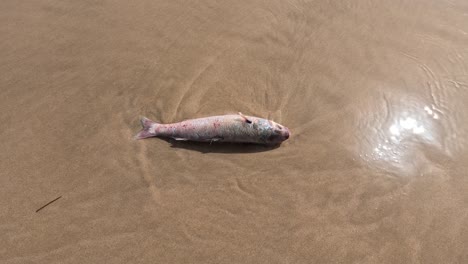 Sea-Testigo-Del-Terrible-Impacto-De-La-Contaminación-Del-Mar-Cuando-Las-Olas-Arrojan-Implacablemente-Peces-Sin-Vida-A-La-Costa.