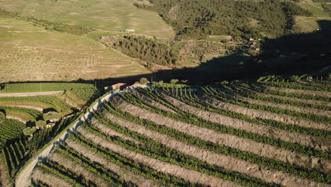 Girando-Lentamente-Para-Revelar-Una-Ladera-Cubierta-De-Terrazas-De-Vides-En-El-Valle-Del-Duero