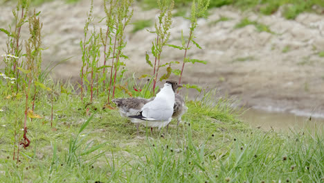 gaviota de cabeza negra alimentando a sus polluelos en las marismas costeras de lincolnshire, reino unido