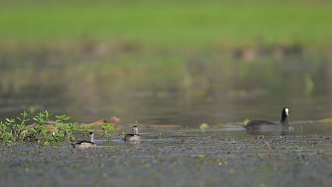 Zwerggans,-Enten-Und-Blässhuhn-Schwimmen-Im-Feuchtgebiet