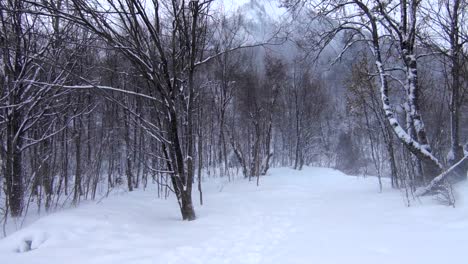 Winter-scene:-a-wide-shot-of-woods-in-a-snowy-mountain-area