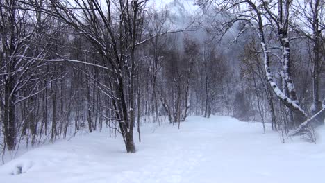 冬季景色:雪山地區的森林的廣場拍攝