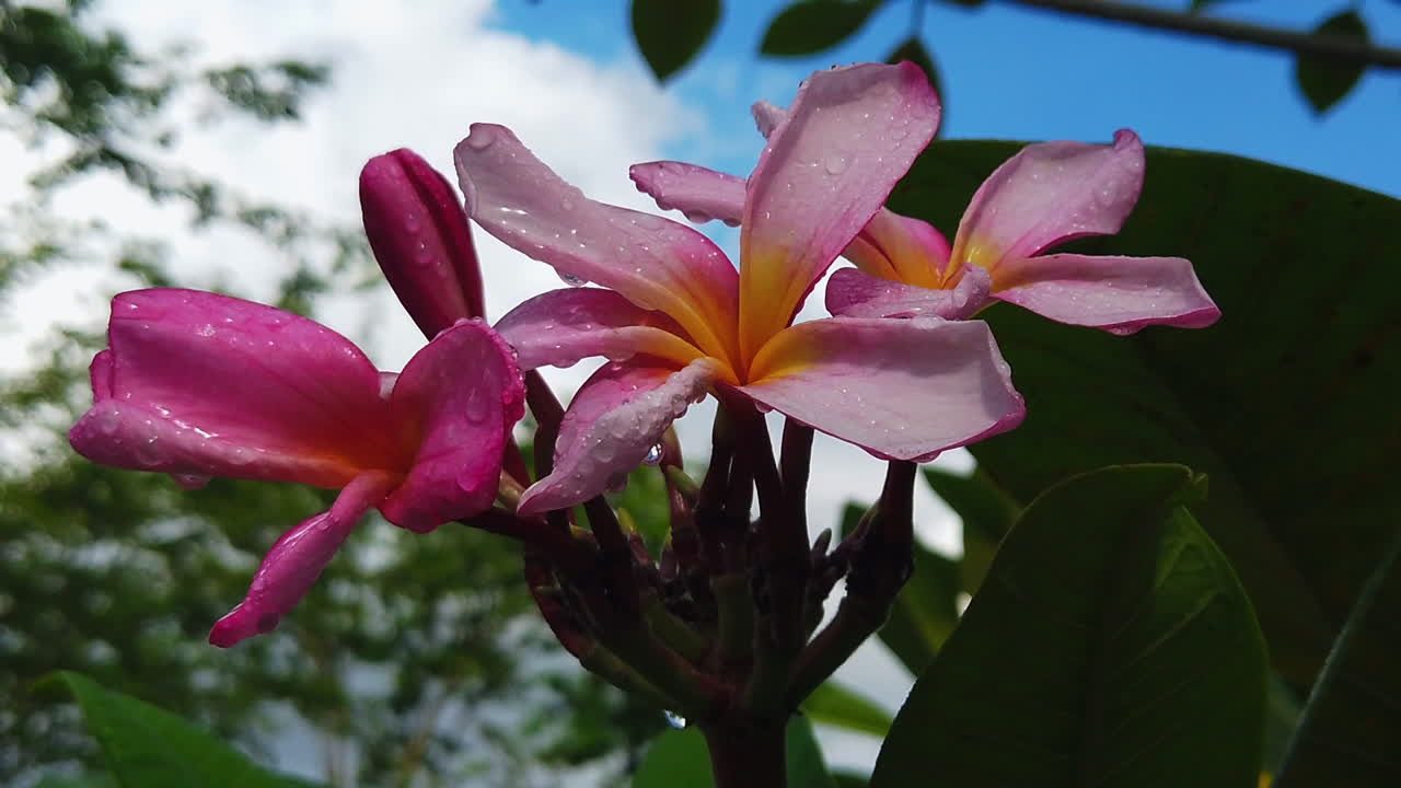 primer plano de plumeria rosa con gotas de lluvia sobre los pétalos y un cielo azul nublado en el fondo
