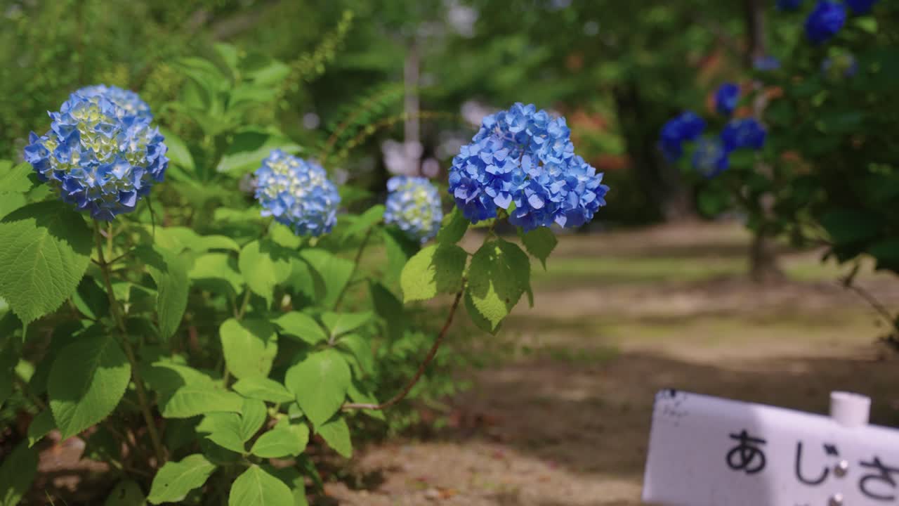Ajisai Garden, (Hydrangea) sign for Early Summer in Japan, Blooming in Background