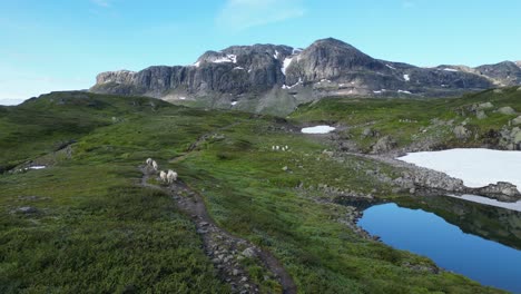 sheep walk through natural landscape in vestland, vestfold og telemark, norway, scandinavia