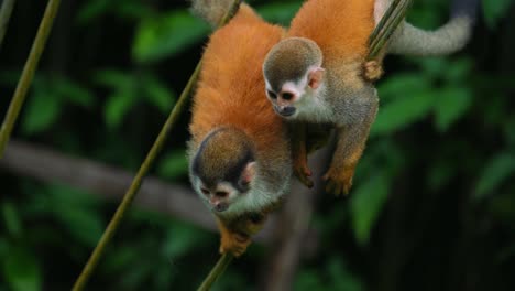 slow motion clip of a curious, wild and cute baby squirrel monkey is climbing and looking for food at manuel antonio national park in costa rica