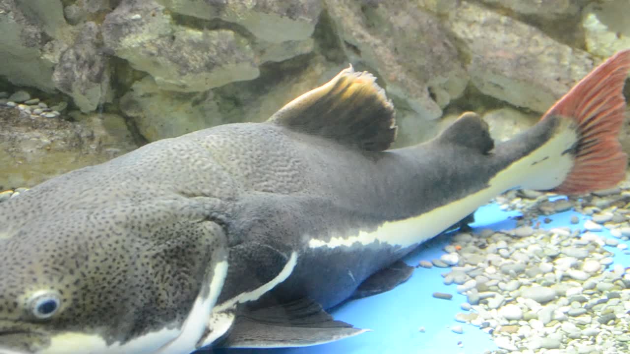 acquario con pesci