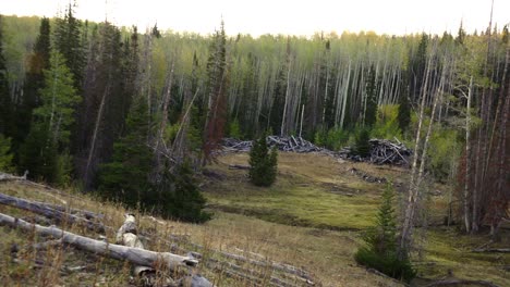scenic panoramic view of a timber clearing in a wyoming forest