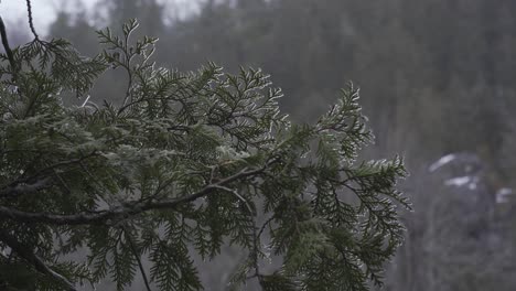 ice on branches of a green conifer tree, frozen cold winter forest landscape