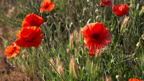 Poppy-field-at-sunset,-close-up