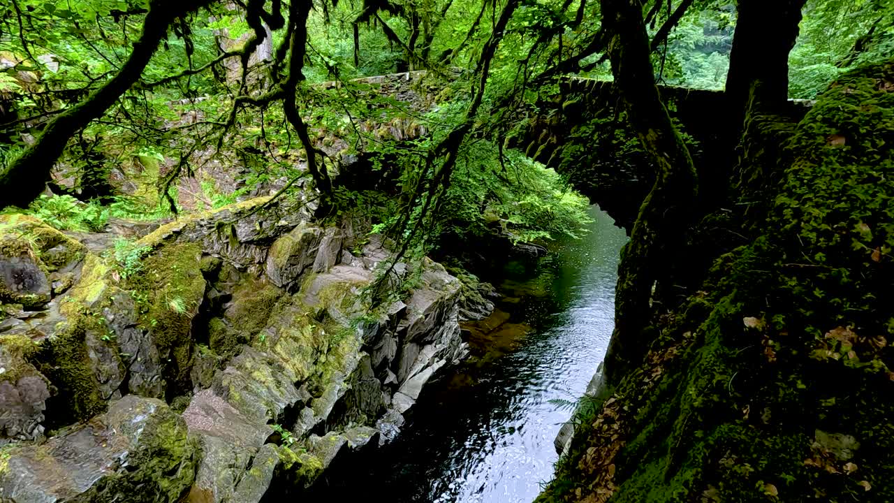 un arroyo que fluye a través de un paisaje de bosque verde y exuberante