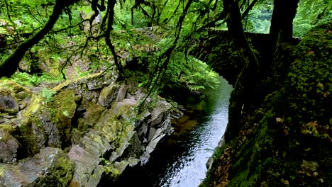 flowing stream through lush, green forest landscape