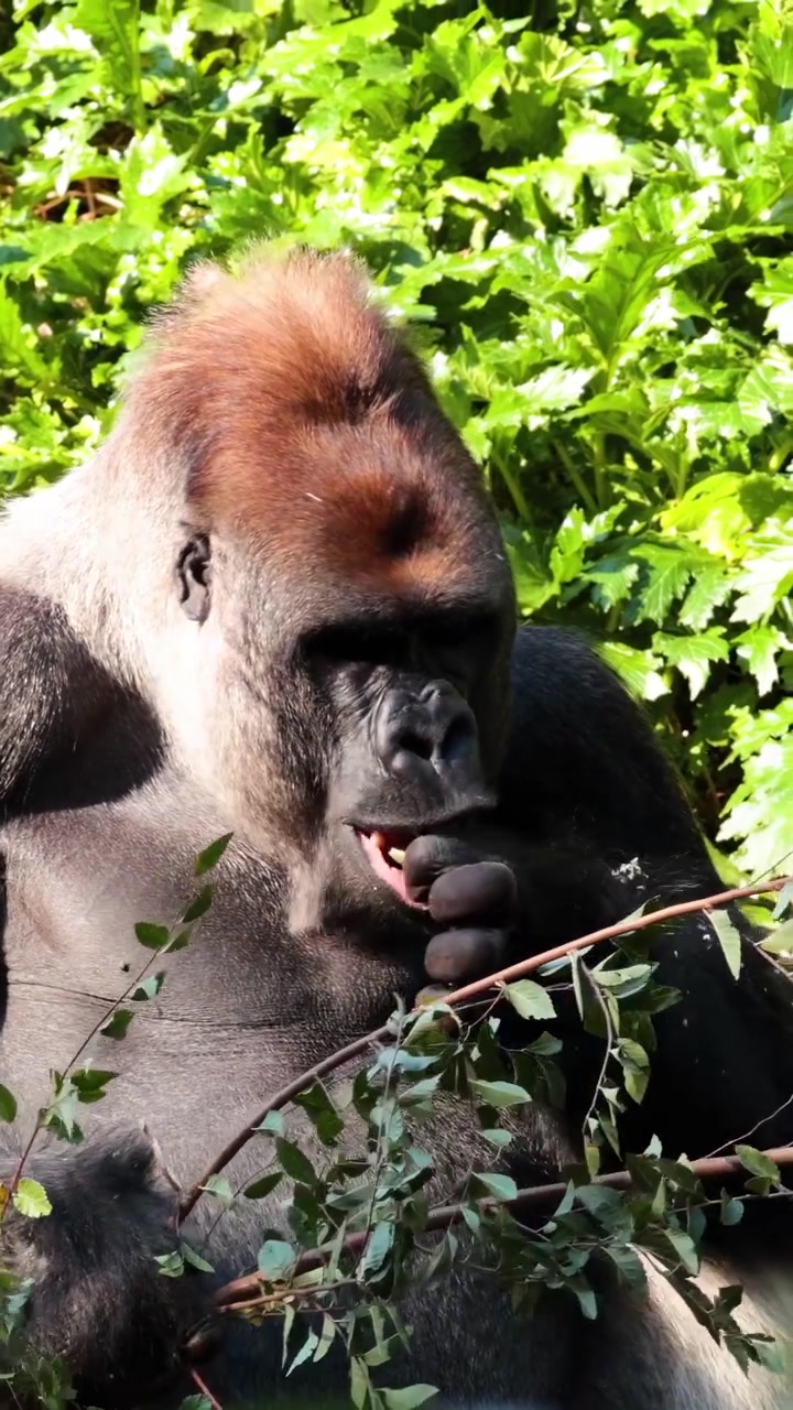 Gorilla che si gode il fogliame in un ambiente lussureggiante